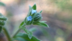 Rochelia retorta