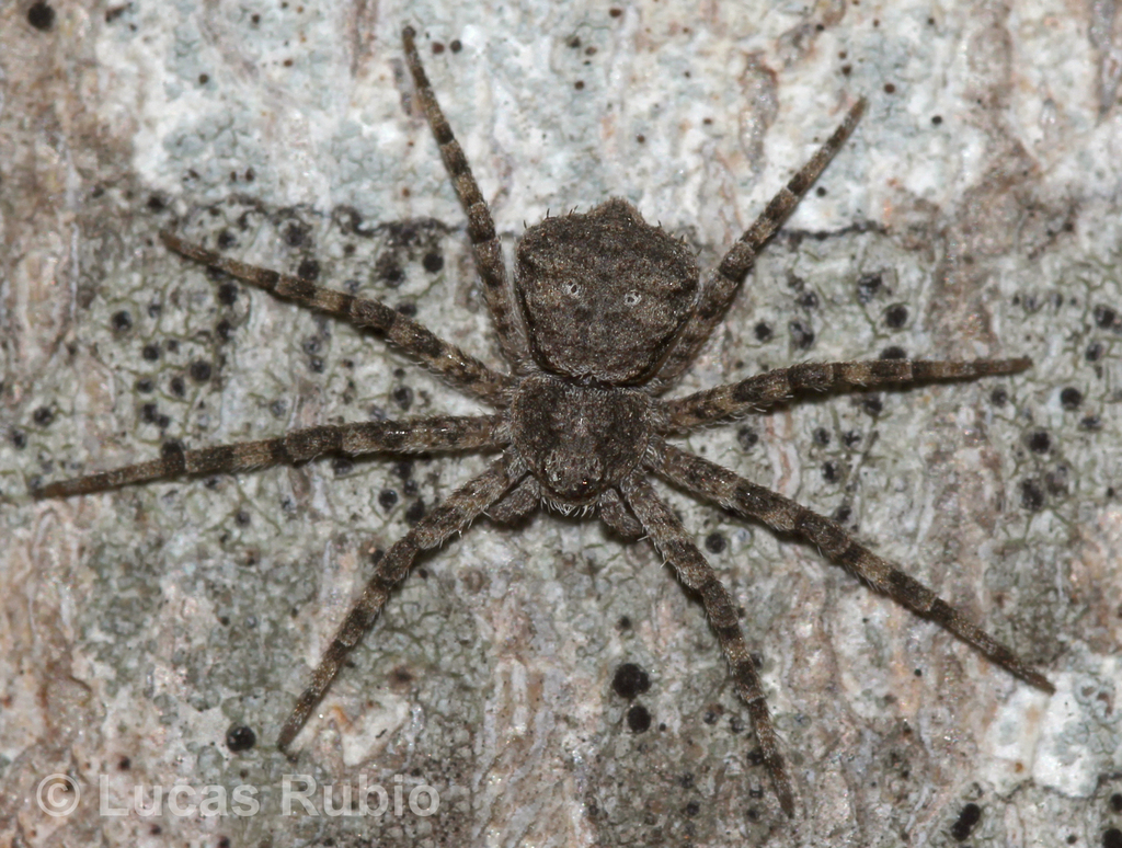 Fageia moschata