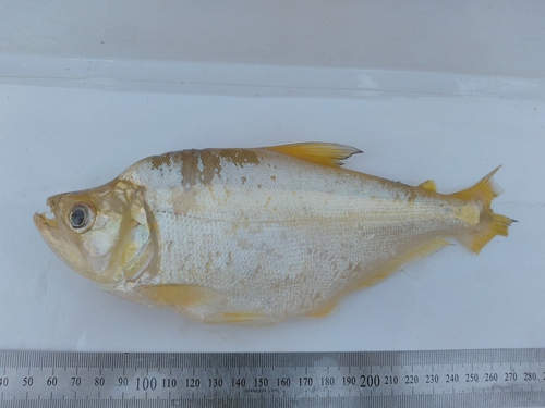 Silver sabretooth tetra (Cynopotamus argenteus) — Characidae — 4