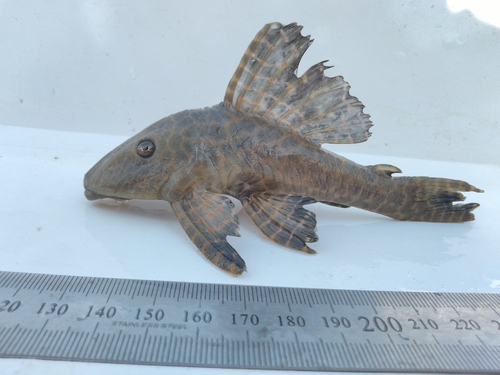 Broadhead pleco (Hypostomus latifrons) — Loricariidae — 4