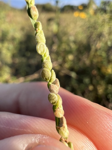Image of Paspalum setaceum by (c) Nathan Aaron, some rights reserved (CC BY)