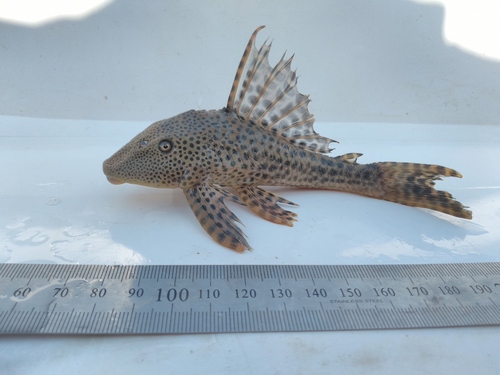 Spoontooth pleco (Hypostomus cochliodon) — Loricariidae — 4