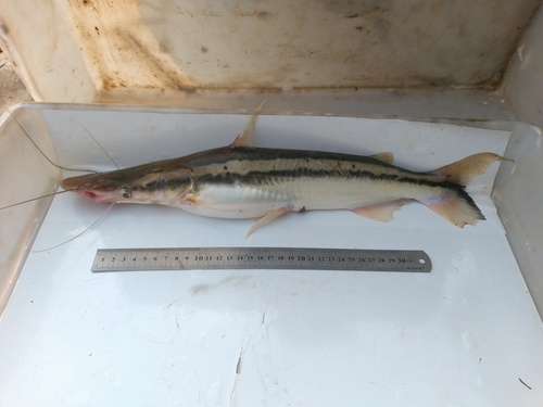 Eendenbek-meerval (Sorubim lima) — Pimelodidae — 3