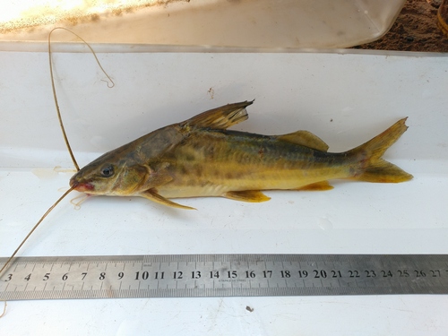 Pictus catfish (Pimelodus pictus) — Pimelodidae — 3