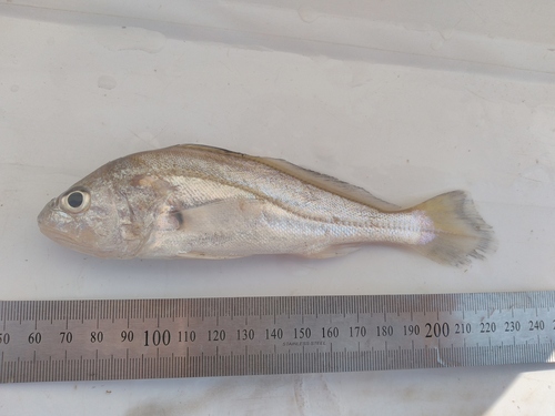 Ternetz's croaker (Plagioscion ternetzi) — Sciaenidae — 2