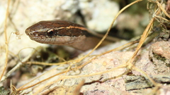 Coniophanes schmidti