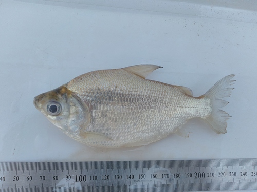 Curimatid (Psectrogaster curviventris) — Curimatidae — 4