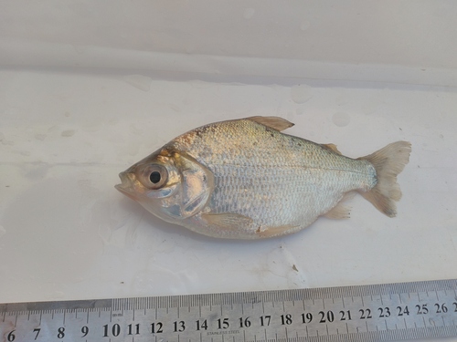 Curimatid (Psectrogaster curviventris) — Curimatidae — 5