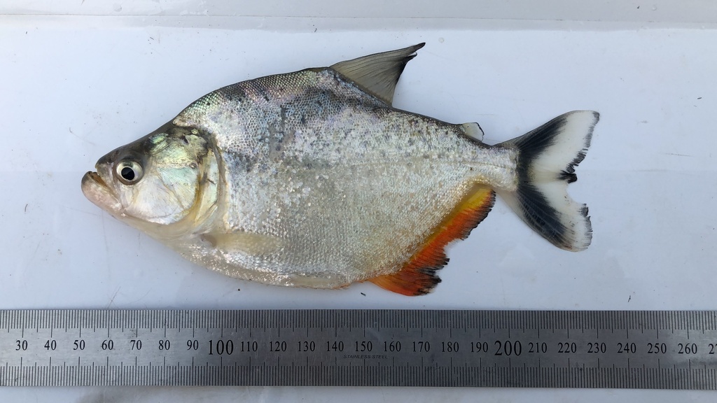 Randpiranha (Serrasalmus marginatus) — Serrasalmidae