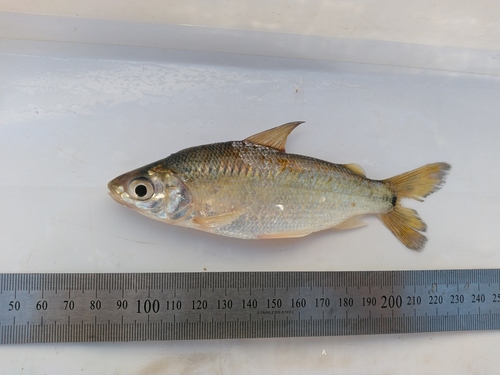 Speckled curimata (Steindachnerina conspersa) — Curimatidae — 2