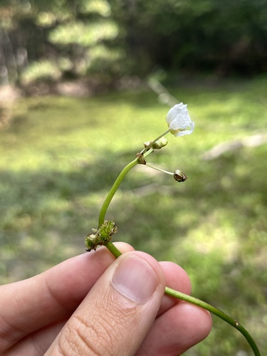 Image of Sagittaria rigida by (c) Nathan Aaron, some rights reserved (CC BY)