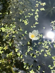 Hydrocharitaceae