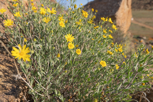 Osteospermum oppositifolium, photograph 6