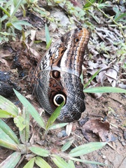 Caligo telamonius