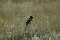 Euplectes progne