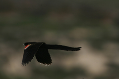 Euplectes progne