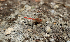 Sympetrum gilvum