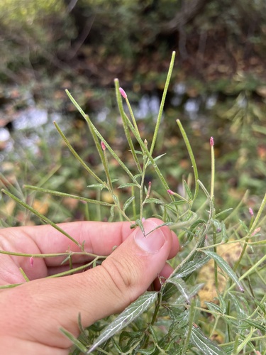 Image of Epilobium coloratum by (c) Nathan Aaron, some rights reserved (CC BY)