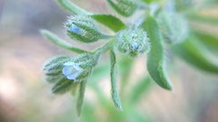 Rochelia retorta