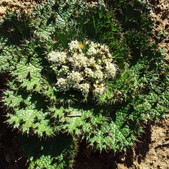 Arctopus monacanthus