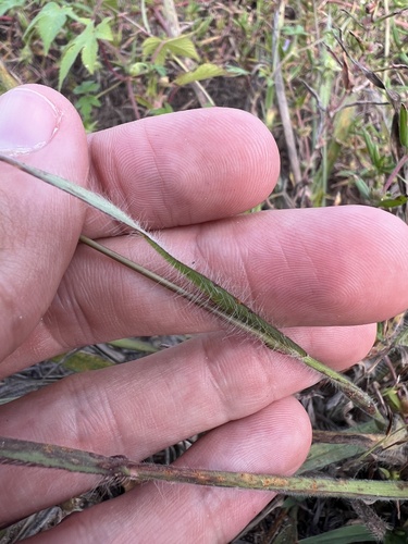 Image of Paspalum setaceum by (c) Nathan Aaron, some rights reserved (CC BY)