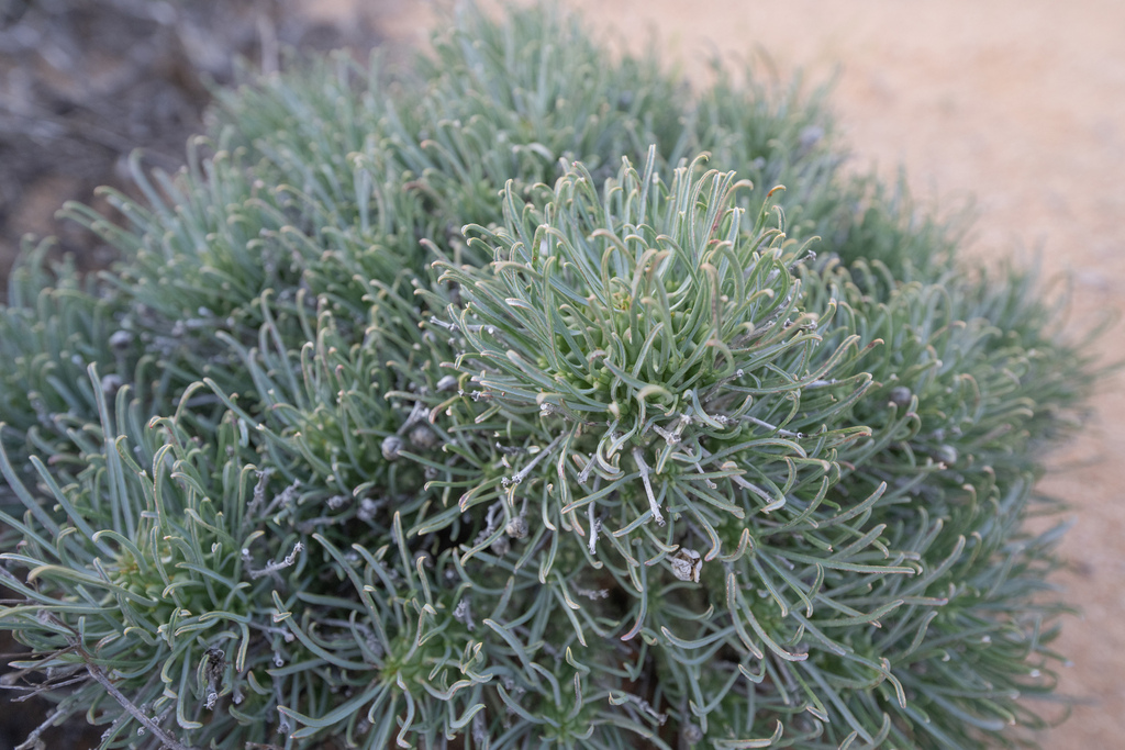 Euphorbia filiflora; photograph (c) Morten Ross, some rights reserved (CC BY)