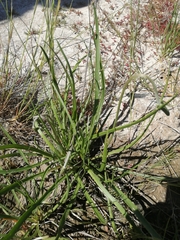 Plantago salsa