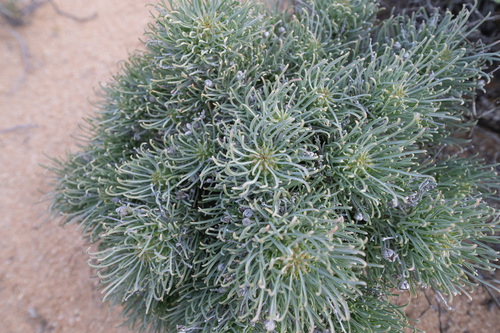 Euphorbia filiflora, photograph 1