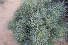 (c) Morten Ross, some rights reserved (CC BY) Euphorbia filiflora, photograph (c) Morten Ross, some rights reserved (CC BY)