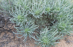 (c) Morten Ross, some rights reserved (CC BY) Euphorbia filiflora, photograph (c) Morten Ross, some rights reserved (CC BY)