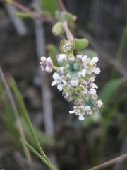 Lepidium cartilagineum