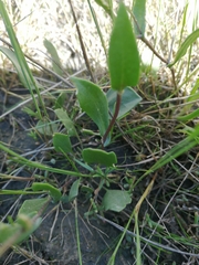 Lepidium cartilagineum