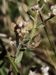 Lepidium cartilagineum