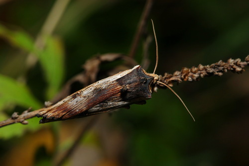 Red Sword-grass