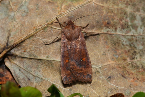 Photo of The Satellite (Eupsilia transversa)