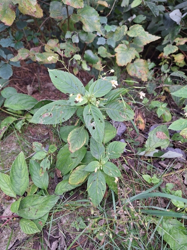 Smulkiažiedė sprigė