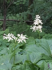 Rodgersia podophylla