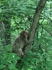 Macaca fuscata fuscata