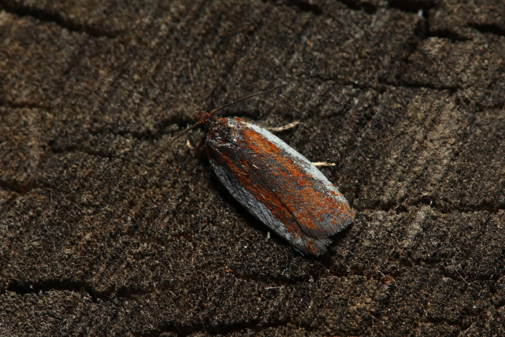 Acleris fimbriana