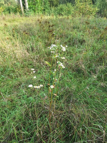 Vienmetė šiušelė