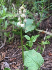 Pyrola asarifolia asarifolia
