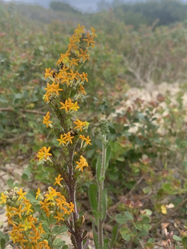 Image of Manulea rubra by (c) Dave Richardson, some rights reserved (CC BY)