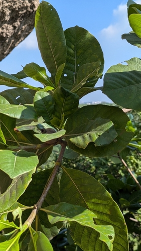 Image of Gardenia latifolia by (c) Ravuri Krishna Chaitanya, some rights reserved (CC BY)