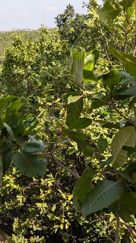 Image of Gardenia latifolia by (c) Ravuri Krishna Chaitanya, some rights reserved (CC BY)