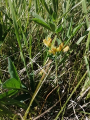 Thermopsis lanceolata
