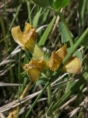 Thermopsis lanceolata