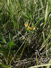 Thermopsis lanceolata