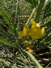 Thermopsis lanceolata