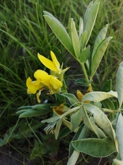Thermopsis lanceolata
