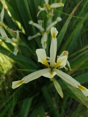 Iris halophila